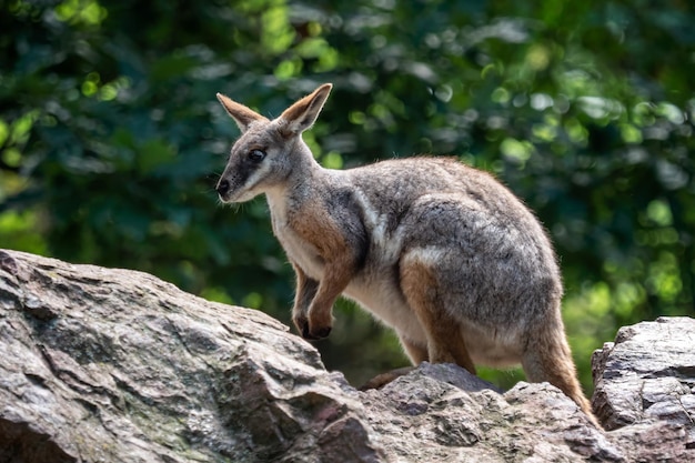 Gelbfüßiges Felsenwallaby, das auf einem Felsen sitzt