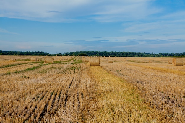 Gelbgoldene Strohballen Heu im Stoppelfeld, landwirtschaftliches Feld unter blauem Himmel mit Wolken. Stroh auf der Wiese. Landschaftliche Naturlandschaft. Getreideernte, Ernte.