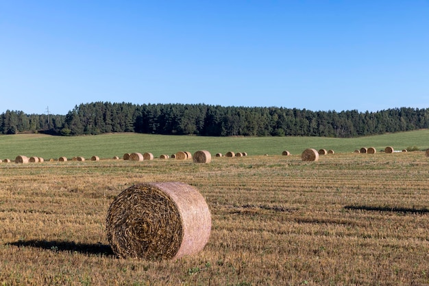 Gelbgoldenes Stroh auf dem Feld nach der Ernte in Stapeln