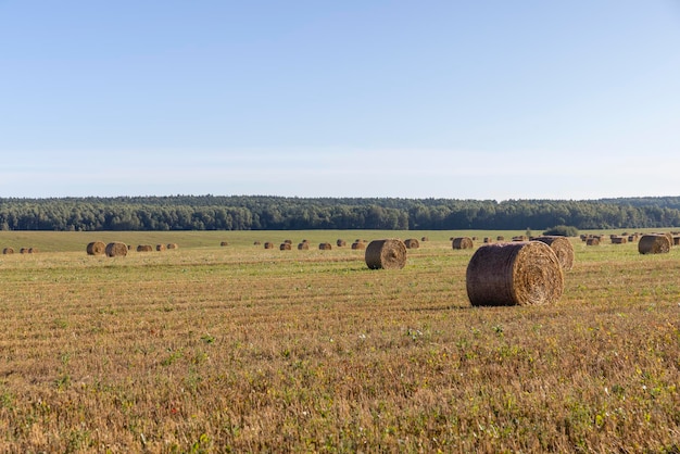 Gelbgoldenes Stroh auf dem Feld nach der Ernte in Stapeln