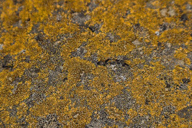 Foto gelbgraues moos auf altem beton