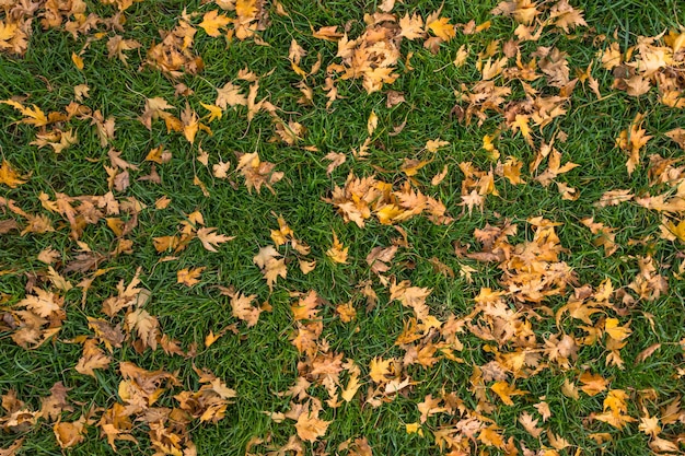 Gelbgrüne Blätter. Pflanzenhintergrund. Die Schönheit der Natur. Herbstliche Landschaft.