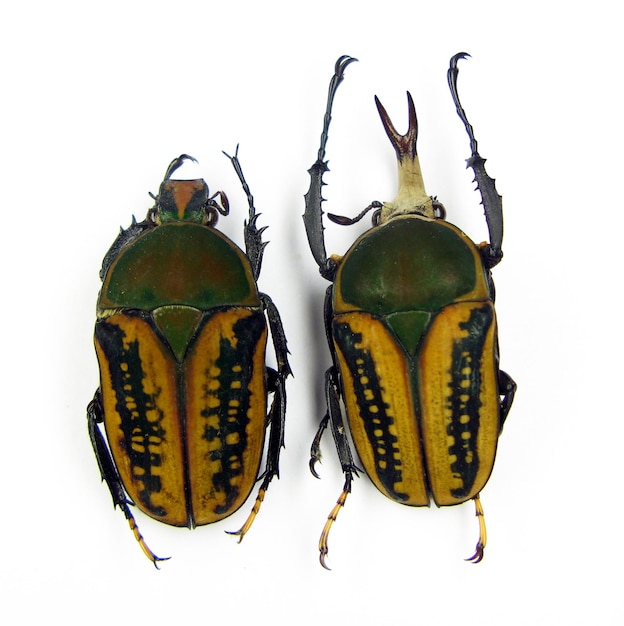 Gelbgrüne Käfer getrennt auf Weiß. Megalorhina harrisi männlich weiblich Makro Nahaufnahme, Sammlung
