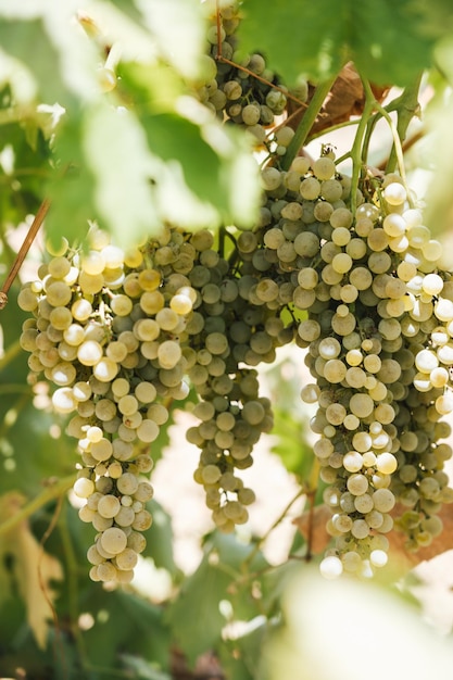 Gelbgrüne Traube im Weinberg in Marsala Sizilien Italien