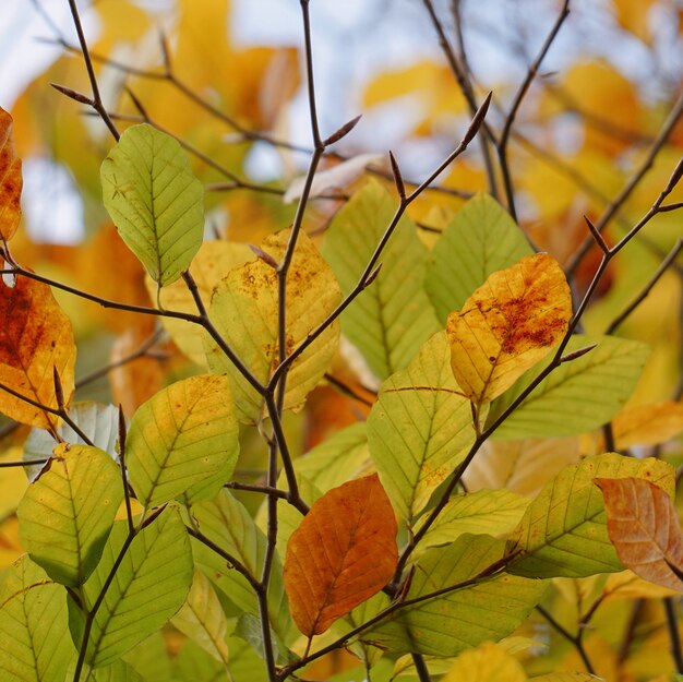 gelbgrüner Baum verlässt in der Natur