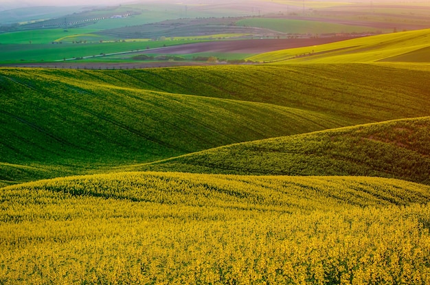 Gelbgrünes Feld des Rapses im Frühling, abstrakter natürlicher eco saisonaler Blumenhintergrund