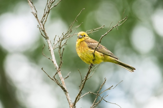 Gelbhammer (Emberiza citrinella) auf moosigem Ast. Dieser Vogel ist teilweise wandernd, und ein Großteil der Bevölkerung überwintert weiter südlich.