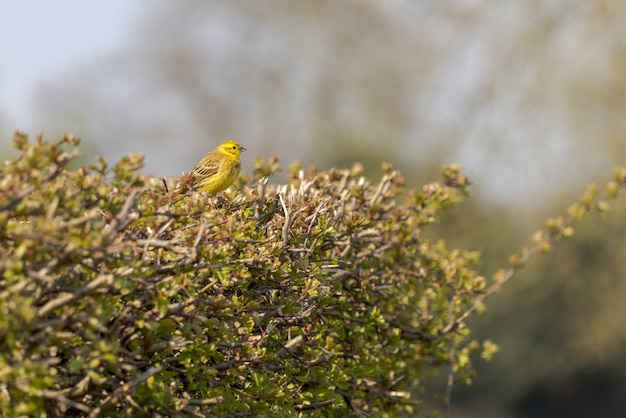 Gelbhammer (Emberiza citrinella) thront in einer Hecke