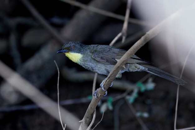 Gelbkehl-Grünbulle Arizelocichla chlorigula