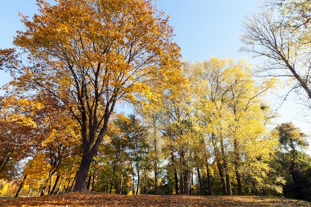 Gelborange Ahornblätter und andere Laubbäume im Park im Herbst. Foto Nahaufnahme, Ansicht von unten