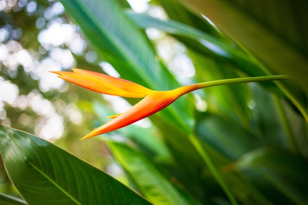 Gelborange Heliconia-Blume auf hellem und dunklem tropischem Blattnaturhintergrund