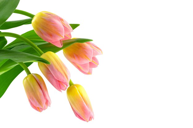 gelbrosa Tulpen Frühlingsblumen auf weißem Hintergrund isolieren