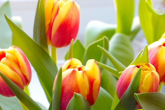 Gelbrote Knospen blühender Tulpen Naturhintergrund