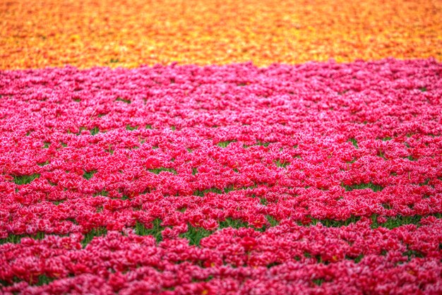 Foto gelbrotes tulpenfeld