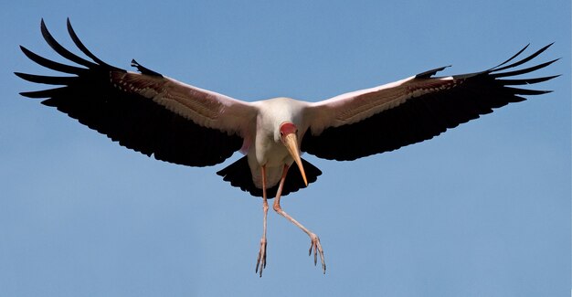 Gelbschnabelstorch im Flug