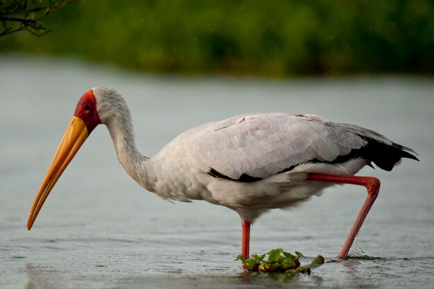 Gelbschnabelstorch