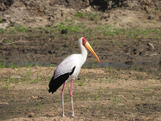 Gelbschnabelstorch