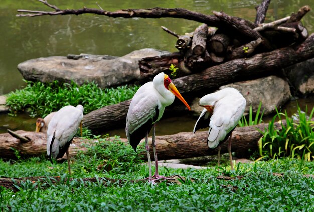 Gelbschnabelstorch