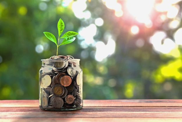 Geld und kleiner Baum im Glas. Konzept wachsendes Geld und Buchhaltung