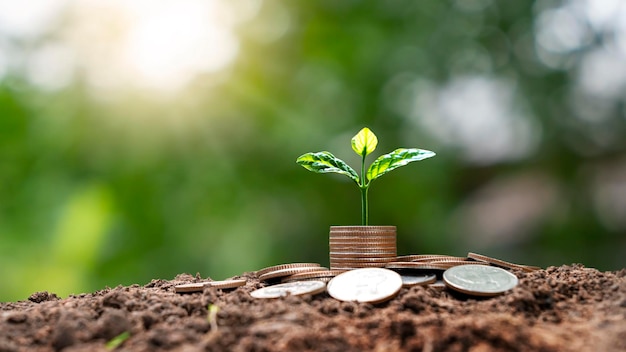 Geldbaum, der mit Münzen auf dem Boden wächst Idee für Finanz- oder Investitionswachstum Steigerung von Gewinnen und Kapitalgewinnen