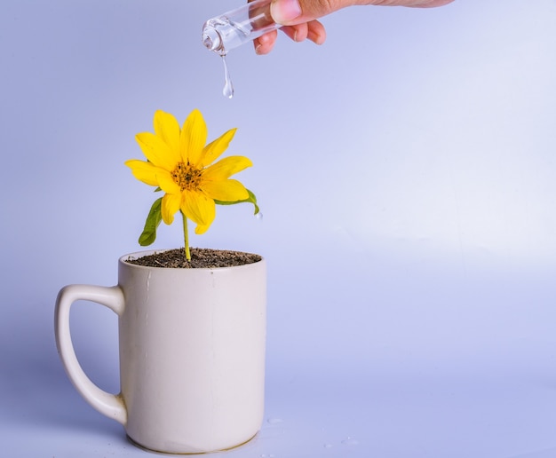 Geldwachstumskonzept. Weibliche Hand, die gelbe Blume in einer Tasse wässert.