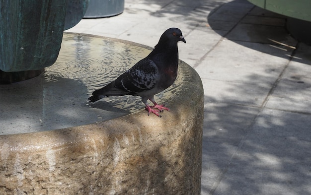 Gelehrter Name der Haustaube Columba livia domestica Vogeltier