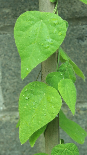 Geleia de grama ou geleia de folha ou planta de geleia de ervas Também é conhecido como camcao juju janggelan cincau
