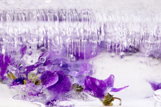 Gelo de flores para coquetéis bebidas geladas Flores de violetas em bloco transparente de gelo Fechar