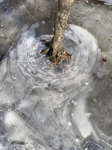 Foto gelo transparente fino em uma poça no parque em um dia de primavera folhagem através da árvore de gelo através