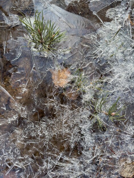 Gelo transparente fino em uma poça no parque em um dia de primavera folhagem através da grama seca de gelo