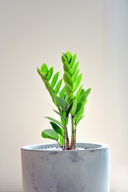 Foto la gema de zanzíbar es un árbol ornamental que se puede plantar dentro de la casa