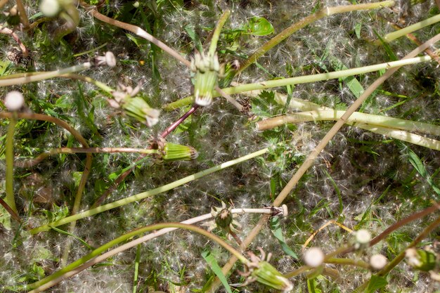 Gemähter Löwenzahn beim Mähen von Gras im Park