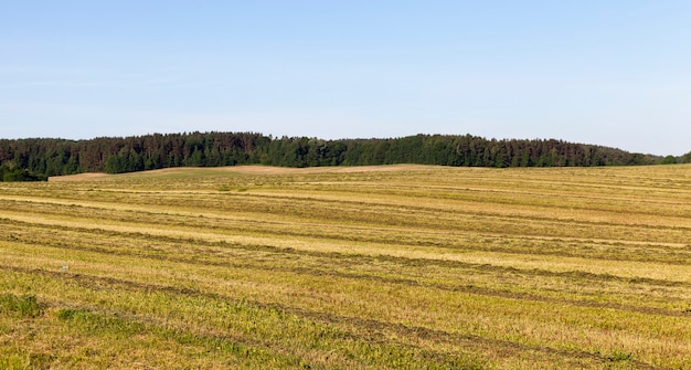 Gemähtes Gras, das zur Herstellung von Silage getrocknet wird