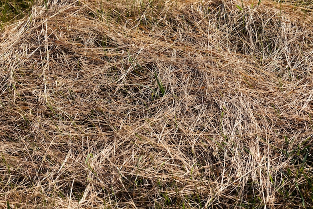 Gemähtes und getrocknetes Gras für Tierfutter