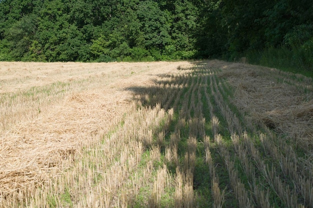 Gemähtes Weizenfeld bei Sonnenuntergang