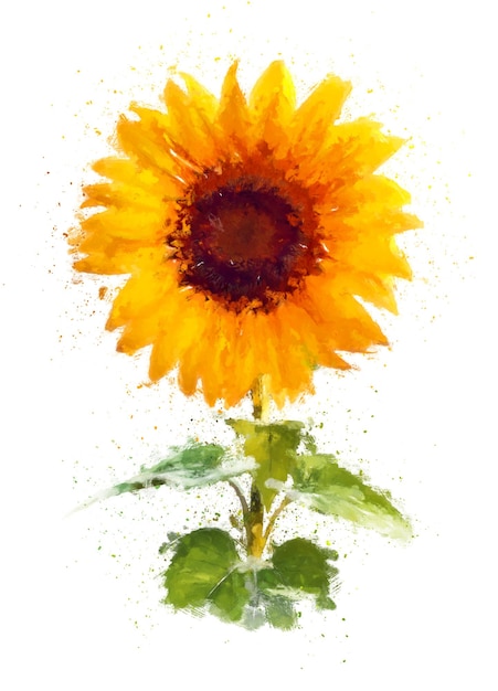 Foto gemäldeillustration einer sonnenblume isoliert auf weißem hintergrund