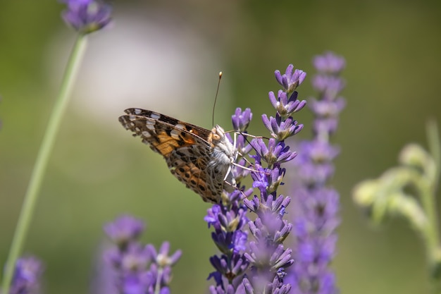 gemalte Dame Schmetterling auf Blume