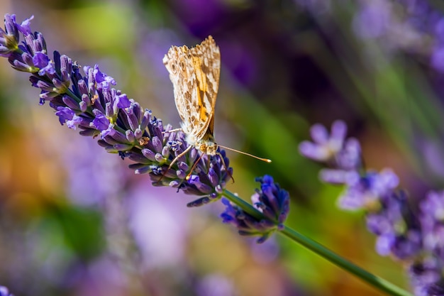 gemalte Dame Schmetterling auf Blume