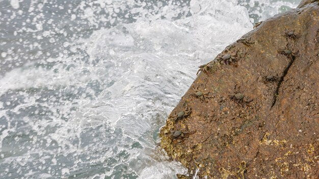 Gemalte Steinkrebse auf Felsen am Strand, Grapsus albiliniatus