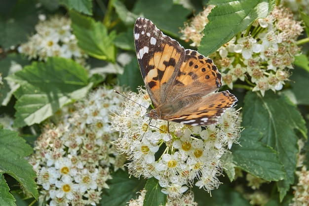 Gemalter Lady Butterfly (lat. Vanessa cardui) auf einem Blütenstand von Spirea.