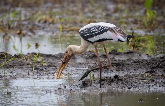 Foto gemaltes tierporträt von storch auf dem boden