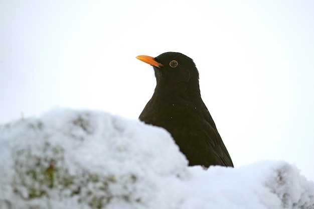 Gemeine Amsel, die im Januar in einem Eichenwald unter starkem Schneefall frisst