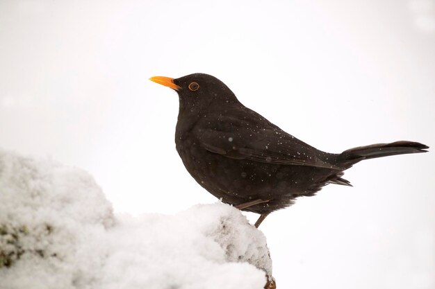 Gemeine Amsel, die im Januar in einem Eichenwald unter starkem Schneefall frisst