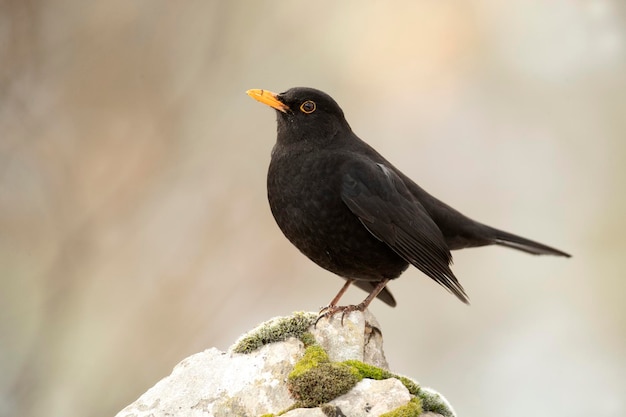 Gemeine Amsel, die im Januar in einem Eichenwald unter starkem Schneefall frisst