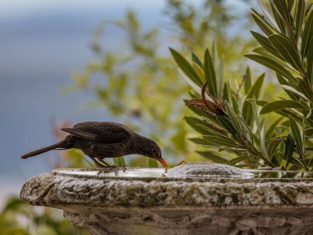 Gemeine Amsel Turdus merula ist eine Art echte Drossel