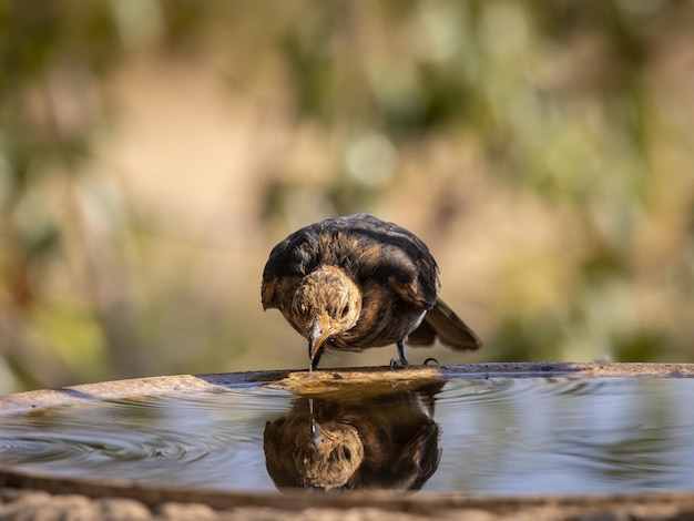 Gemeine Amsel (Turdus merula). Vogel Trinkwasser.
