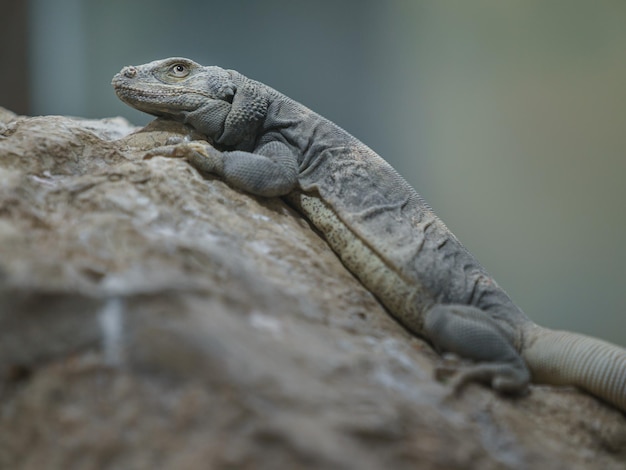 Gemeine Chuckwalla