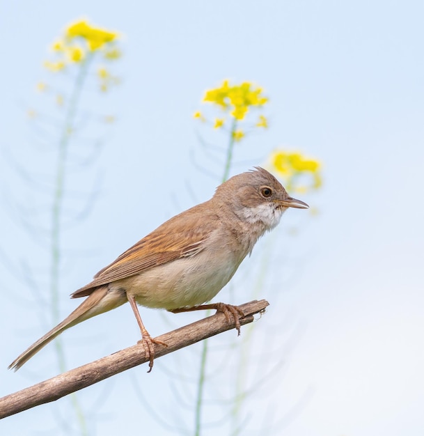 Gemeine Dorngrasmücke Sylvia communis Ein Vogel sitzt auf einem Ast vor dem Hintergrund von Wildblumen