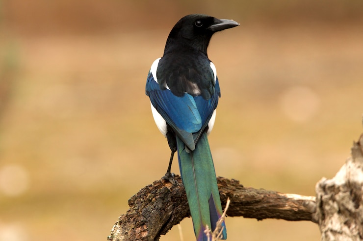 Gemeine Elster, Vögel, Corvidae, Elster, Pica Pica, Pica