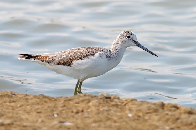 Gemeine Greenshank Tringa-Vögel von Thailand